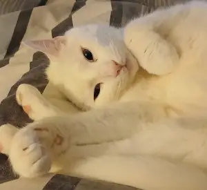 Pat 07 Zondagochtend poes